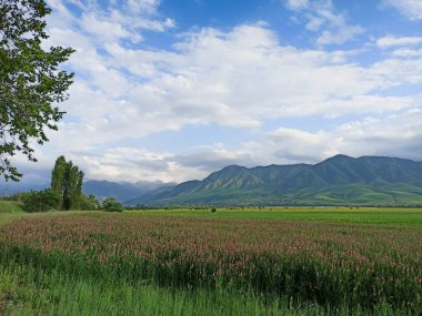 Dağların arka planında çiçek açan alanlar. Güzel dağ manzarası. Çiçek açan yaz bitkileri. Bahar manzarası. Şehir dışında bir yaz. Kırgızistan.