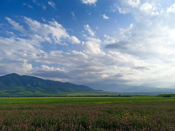 山を背景に畑を咲かせます 美しい山の風景 夏のハーブを開花 春の風景 街の外の夏 キルギス — ストック写真