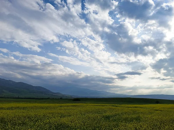 stock image Blooming fields against the backdrop of mountains. Beautiful mountain landscape. Blooming summer herbs. Spring landscape. Summer outside the city. Kyrgyzstan.