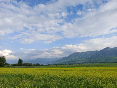 Dağların arka planında çiçek açan alanlar. Güzel dağ manzarası. Çiçek açan yaz bitkileri. Bahar manzarası. Şehir dışında bir yaz. Kırgızistan.