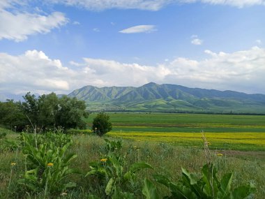 Dağların arka planında çiçek açan alanlar. Güzel dağ manzarası. Çiçek açan yaz bitkileri. Bahar manzarası. Şehir dışında bir yaz. Kırgızistan.