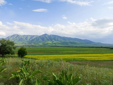 Dağların arka planında çiçek açan alanlar. Güzel dağ manzarası. Çiçek açan yaz bitkileri. Bahar manzarası. Şehir dışında bir yaz. Kırgızistan.
