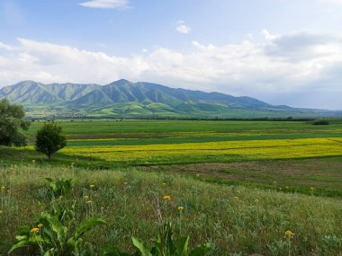 Dağların arka planında çiçek açan alanlar. Güzel dağ manzarası. Çiçek açan yaz bitkileri. Bahar manzarası. Şehir dışında bir yaz. Kırgızistan.