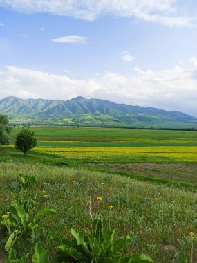 Dağların arka planında çiçek açan alanlar. Güzel dağ manzarası. Çiçek açan yaz bitkileri. Bahar manzarası. Şehir dışında bir yaz. Kırgızistan.