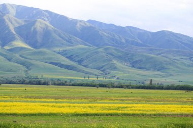 Rapler yüksek dağların arka planına karşı. Çiçek açan yaz bitkileri. Şehir dışında bir yaz. Kırgızistan.