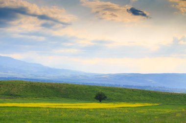 Dağların arka planında çiçek açan alanlar. Güzel dağ manzarası. Çiçek açan yaz bitkileri. Bahar manzarası. Şehir dışında bir yaz. Kırgızistan.
