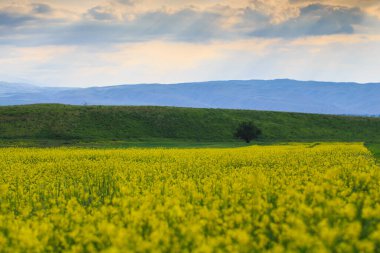 Rapler yüksek dağların arka planına karşı. Çiçek açan yaz bitkileri. Şehir dışında bir yaz. Kırgızistan.