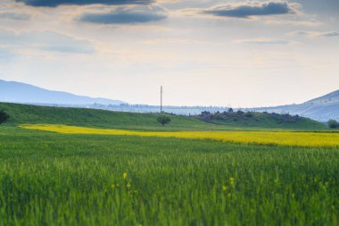 Dağların arka planında çiçek açan alanlar. Güzel dağ manzarası. Çiçek açan yaz bitkileri. Bahar manzarası. Şehir dışında bir yaz. Kırgızistan.