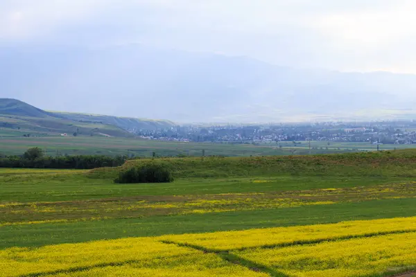 Blühende Felder Vor Der Kulisse Der Berge Schöne Berglandschaft Blühende — Stockfoto