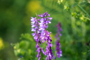 Mouse pea Vicia cracca. Değerli bal bitkisi, yem ve tıbbi bitki..