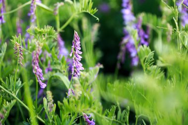 Mouse pea Vicia cracca. Değerli bal bitkisi, yem ve tıbbi bitki..