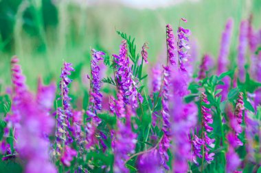 Mouse pea Vicia cracca. Değerli bal bitkisi, yem ve tıbbi bitki..