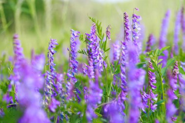 Mouse pea Vicia cracca. Değerli bal bitkisi, yem ve tıbbi bitki..