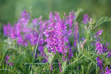 Mouse pea Vicia cracca. Değerli bal bitkisi, yem ve tıbbi bitki..