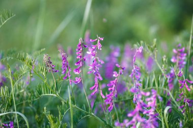 Mouse pea Vicia cracca. Değerli bal bitkisi, yem ve tıbbi bitki..