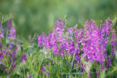 Mouse pea Vicia cracca. Değerli bal bitkisi, yem ve tıbbi bitki..