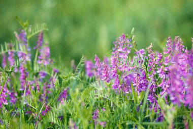 Mouse pea Vicia cracca. Değerli bal bitkisi, yem ve tıbbi bitki..