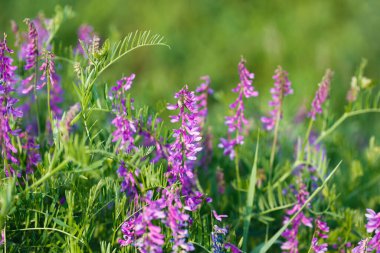 Mouse pea Vicia cracca. Değerli bal bitkisi, yem ve tıbbi bitki..