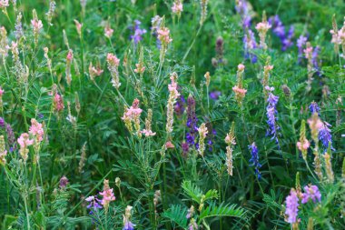 Çayır çiçekleri pembe ve mavidir. Adaçayı, bezelye, dışkı. Güzel yeşil çimenler. Vahşi doğa. Bahar ve yaz manzarası