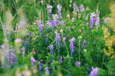 Çayır çiçekleri pembe ve mavidir. Adaçayı, bezelye, dışkı. Güzel yeşil çimenler. Vahşi doğa. Bahar ve yaz manzarası