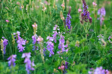 Çayır çiçekleri pembe ve mavidir. Adaçayı, bezelye, dışkı. Güzel yeşil çimenler. Vahşi doğa. Bahar ve yaz manzarası
