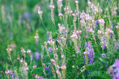 Pembe çiçek tarlası Sainfoin, Onobrychis viciifolia. Bal bitkisi Yabani çiçeklerin arka planı. Azize çiçekleri mi yoksa kutsal yonca mı?