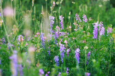 Çayır çiçekleri pembe ve mavidir. Adaçayı, bezelye, dışkı. Güzel yeşil çimenler. Vahşi doğa. Bahar ve yaz manzarası