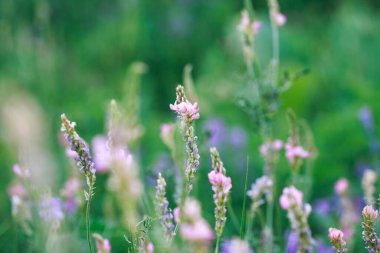 Çayır çiçekleri pembe ve mavidir. Adaçayı, bezelye, dışkı. Güzel yeşil çimenler. Vahşi doğa. Bahar ve yaz manzarası