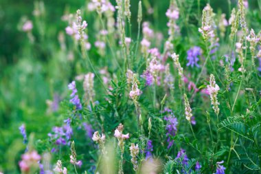 Pembe çiçek tarlası Sainfoin, Onobrychis viciifolia. Bal bitkisi Yabani çiçeklerin arka planı. Azize çiçekleri mi yoksa kutsal yonca mı?