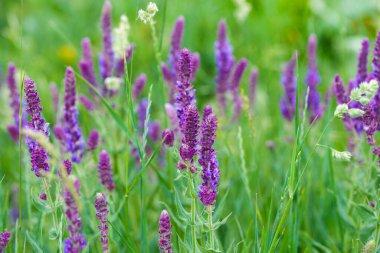 Bahçede bilge çiçek açıyor. Vahşi doğada. Yaz manzarası