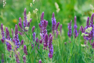 Bahçede bilge çiçek açıyor. Vahşi doğada. Yaz manzarası