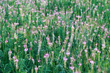Pembe çiçek tarlası Sainfoin, Onobrychis viciifolia. Bal bitkisi Yabani çiçeklerin arka planı. Azize çiçekleri mi yoksa kutsal yonca mı?