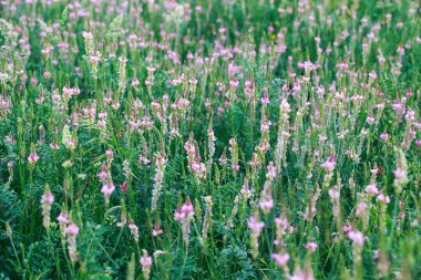 Pembe çiçek tarlası Sainfoin, Onobrychis viciifolia. Bal bitkisi Yabani çiçeklerin arka planı. Azize çiçekleri mi yoksa kutsal yonca mı?