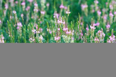 Pembe çiçek tarlası Sainfoin, Onobrychis viciifolia. Bal bitkisi Yabani çiçeklerin arka planı. Azize çiçekleri mi yoksa kutsal yonca mı?