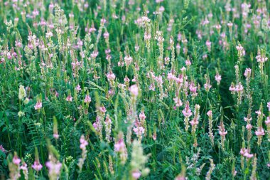 Pembe çiçek tarlası Sainfoin, Onobrychis viciifolia. Bal bitkisi Yabani çiçeklerin arka planı. Azize çiçekleri mi yoksa kutsal yonca mı?