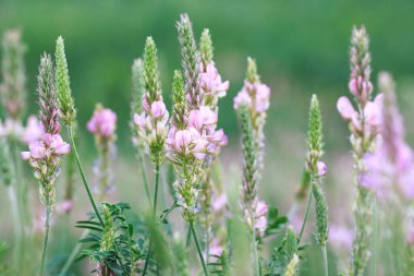 Pembe çiçek tarlası Sainfoin, Onobrychis viciifolia. Bal bitkisi Yabani çiçeklerin arka planı. Azize çiçekleri mi yoksa kutsal yonca mı?