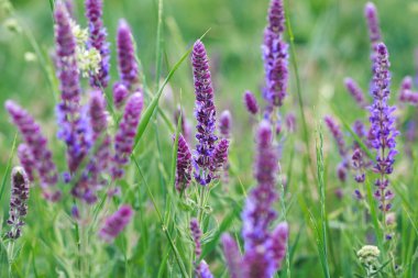 Bahçede bilge çiçek açıyor. Vahşi doğada. Yaz manzarası