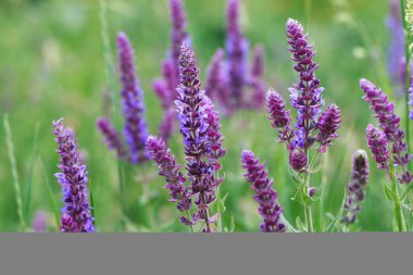 Bahçede bilge çiçek açıyor. Vahşi doğada. Yaz manzarası