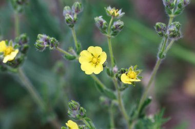 Gümüş rengi Cinquefoil, Potentilla Argentea. Sarı çiçekler. Rosaceae familyasının Potentilla cinsinin daimi bitki türleri..