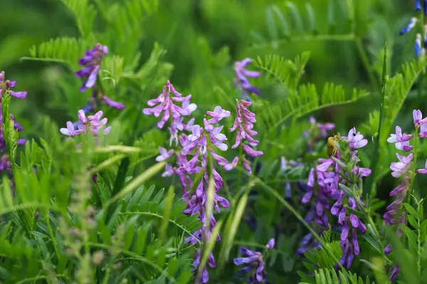 Mouse pea Vicia cracca. Değerli bal bitkisi, yem ve tıbbi bitki..