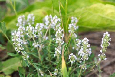 Thyme veya Thymus vulgaris, kokulu yaprakları olan uzun ömürlü bir bitkidir. Kekik çiçekleri vahşi doğada.