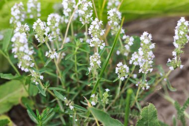 Thyme veya Thymus vulgaris, kokulu yaprakları olan uzun ömürlü bir bitkidir. Kekik çiçekleri vahşi doğada.