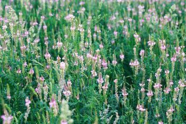 Pembe çiçek tarlası Sainfoin, Onobrychis viciifolia. Bal bitkisi Yabani çiçeklerin arka planı. Azize çiçekleri mi yoksa kutsal yonca mı?