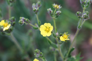 Gümüş rengi Cinquefoil, Potentilla Argentea. Sarı çiçekler. Rosaceae familyasının Potentilla cinsinin daimi bitki türleri..