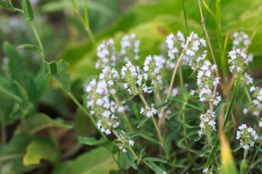 Thyme veya Thymus vulgaris, kokulu yaprakları olan uzun ömürlü bir bitkidir. Kekik çiçekleri vahşi doğada.