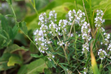 Thyme veya Thymus vulgaris, kokulu yaprakları olan uzun ömürlü bir bitkidir. Kekik çiçekleri vahşi doğada.