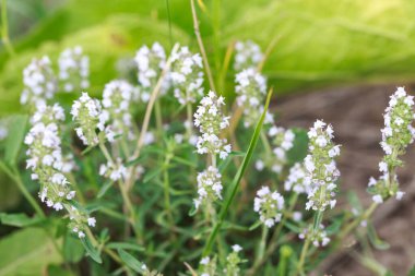 Thyme veya Thymus vulgaris, kokulu yaprakları olan uzun ömürlü bir bitkidir. Kekik çiçekleri vahşi doğada.
