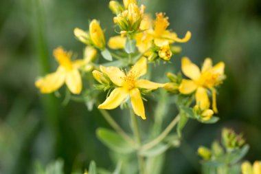 Şifalı bitkiler, St. John 's otları. Hypericum perforatum. Sarı çiçekler. Vahşi doğada çiçekler.