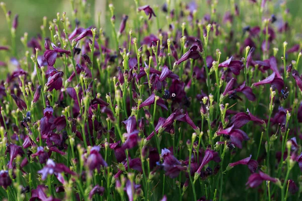 东方杜鹃科野生型药用植物 有蓝色和紫色花朵的漂亮的灌木丛 自然背景 — 图库照片