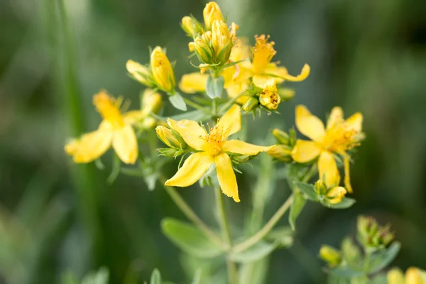 stock image Medicinal plants - St. John's wort flowers. Hypericum perforatum. Yellow flowers. Flowers in the wild.